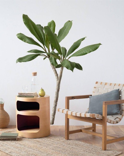 Botanical Sticker | Plumeria